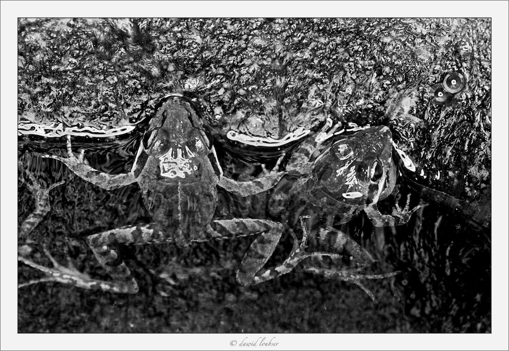 Monotoads_by_philosomatographer.jpg
