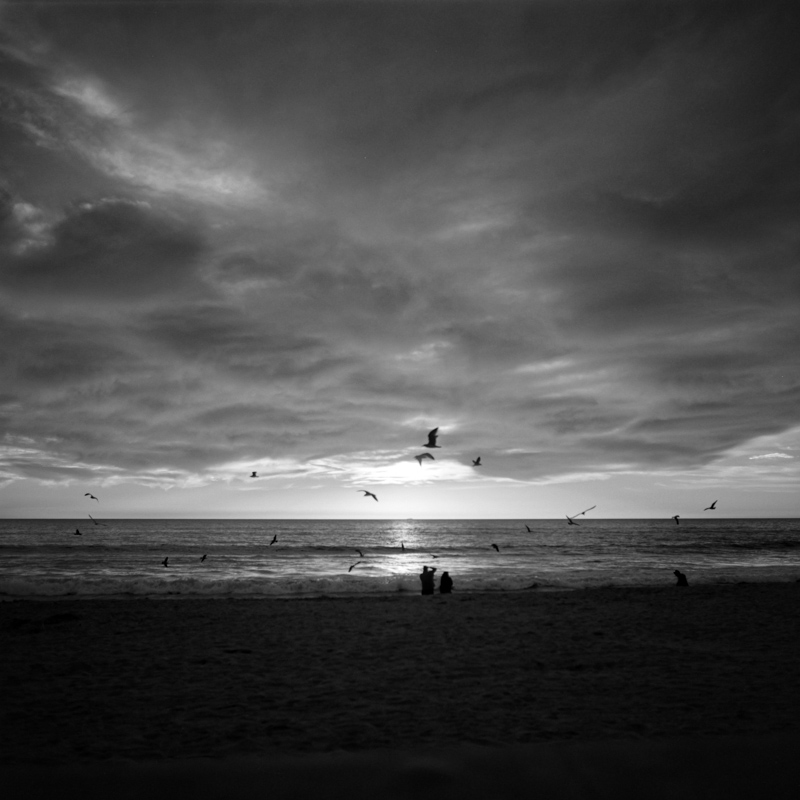 BirdsSunset_Delta100_800px_-.jpg