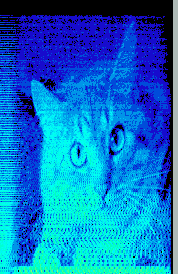 songs_about_my_cats.png