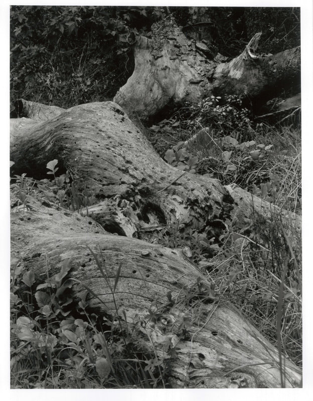 threetreesdeadsmall_orig.jpg
