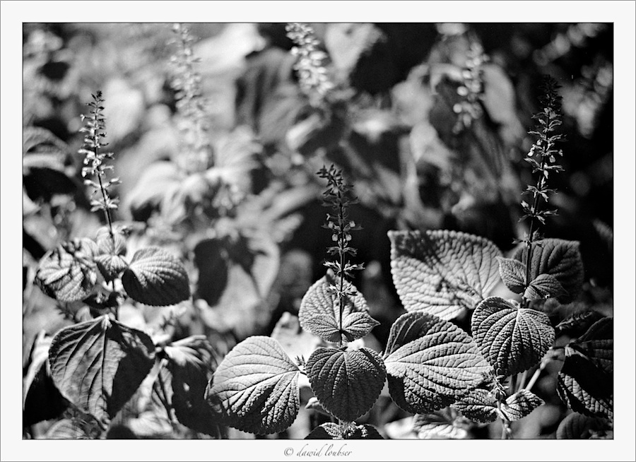 primulus_bokeh_by_philosomatographer-d4vnsr6.jpg