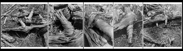 www.flickr.com