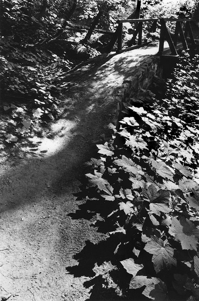Trail%2C%20Tuolumne%20Grove%2035mm.jpg