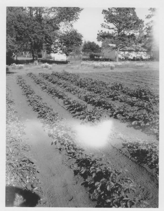 gardenglare.jpg