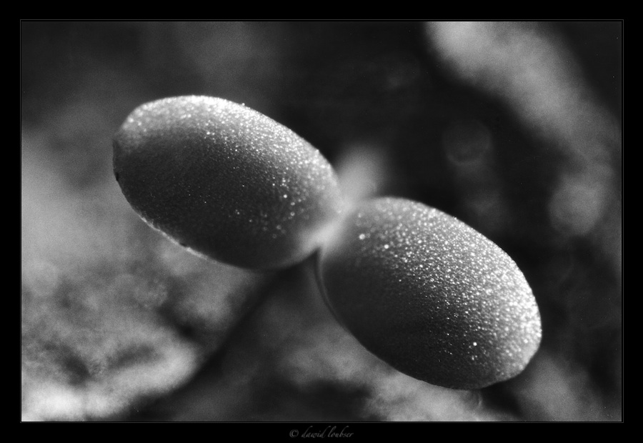 Seedling_by_philosomatographer.jpg