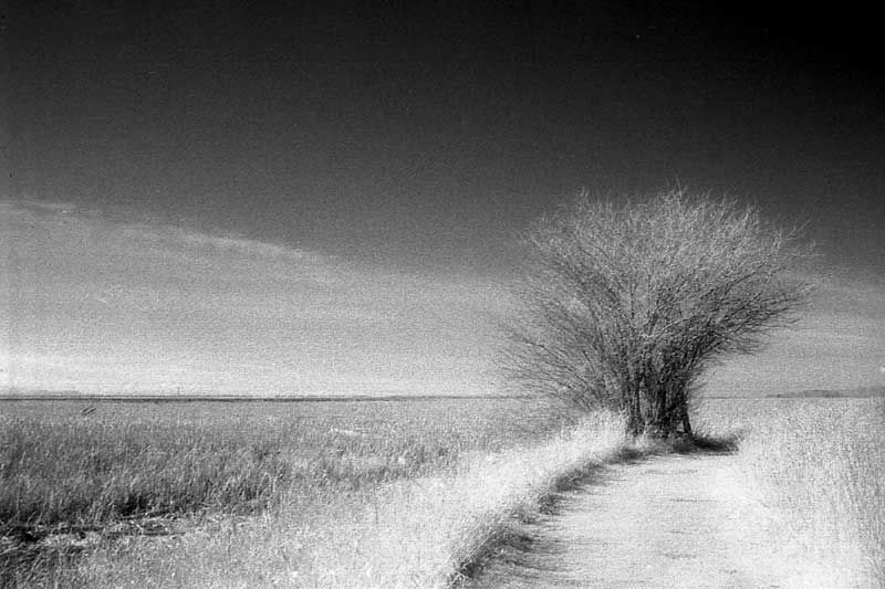 IR-tree3.jpg