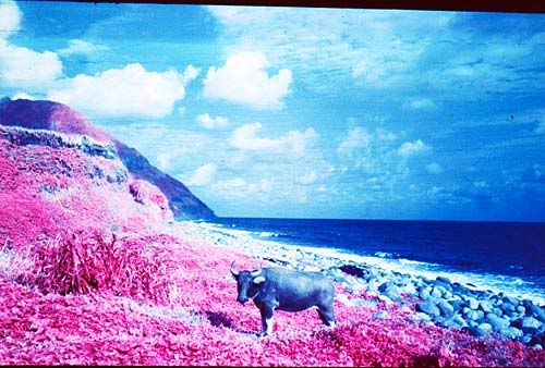 IR003.jpg