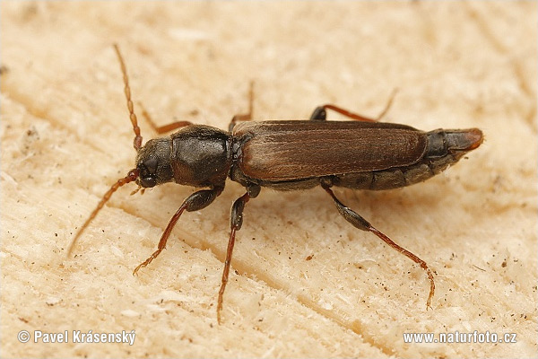 black-spruce-beetle-1518.jpg