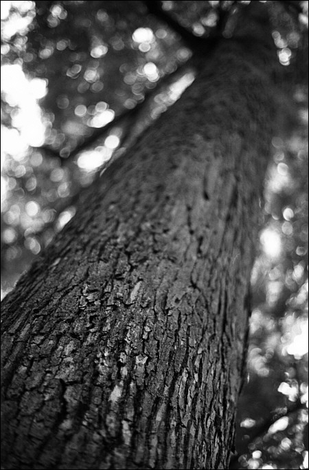 tree-trunk_450.jpg