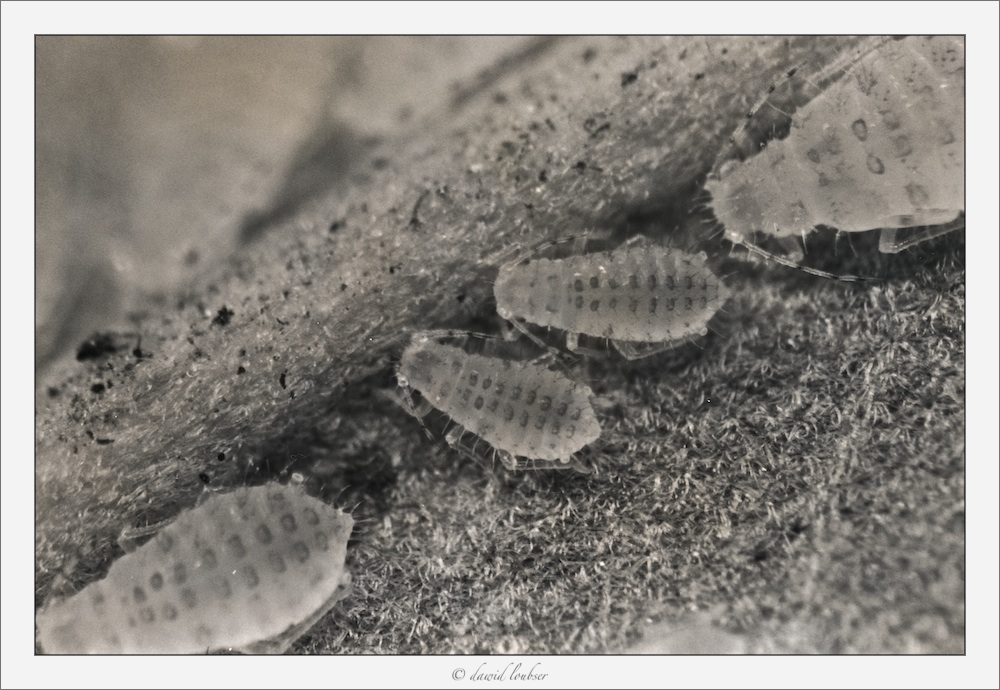 Luminous_Babies_by_philosomatographer.jpg