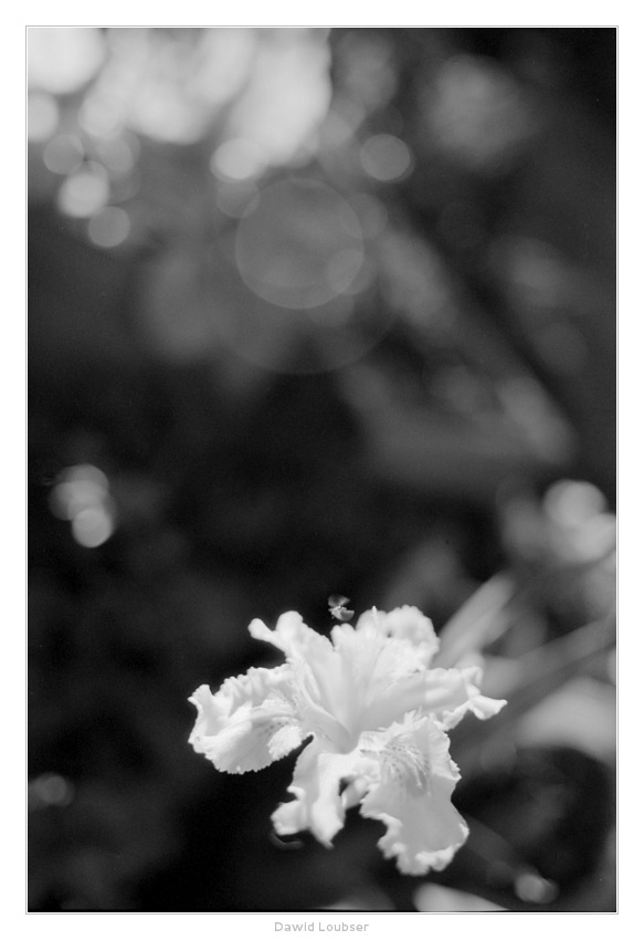iris_landing_by_philosomatographer-d5dgg9w.jpg