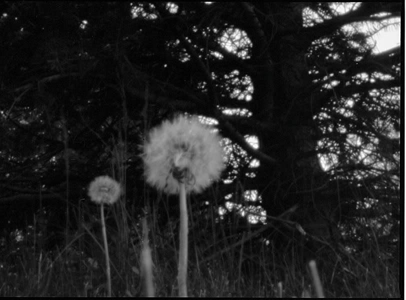 dandelion.jpg