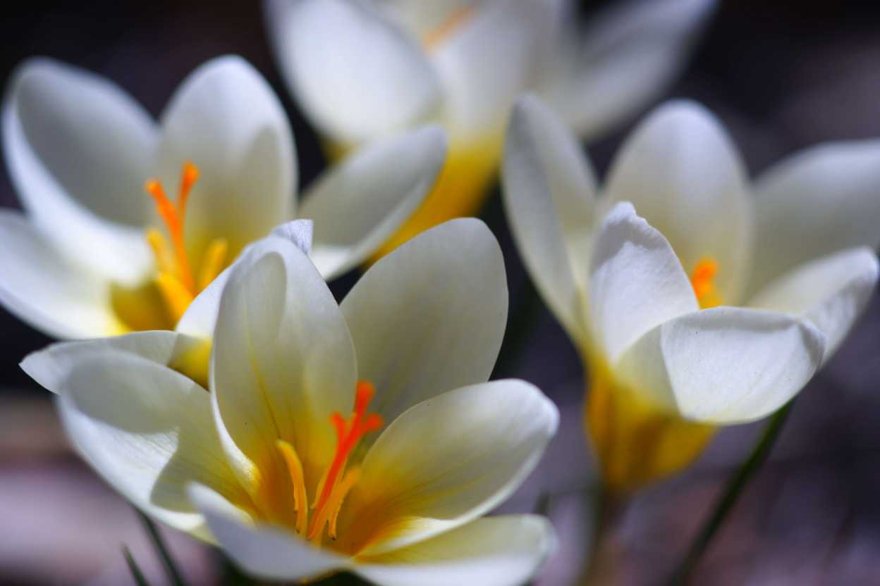crocuses2021small.jpg