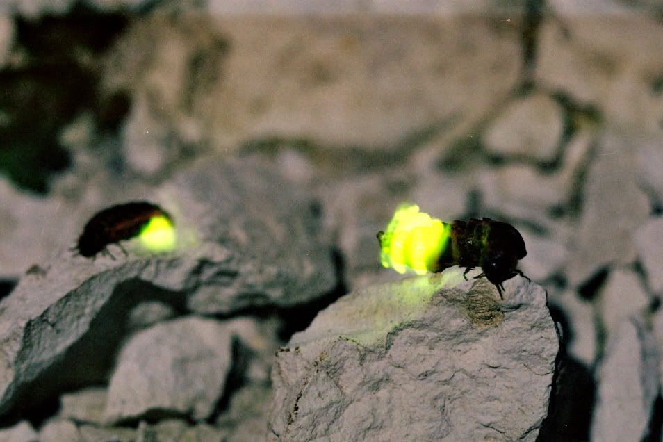 glow-worms.jpg
