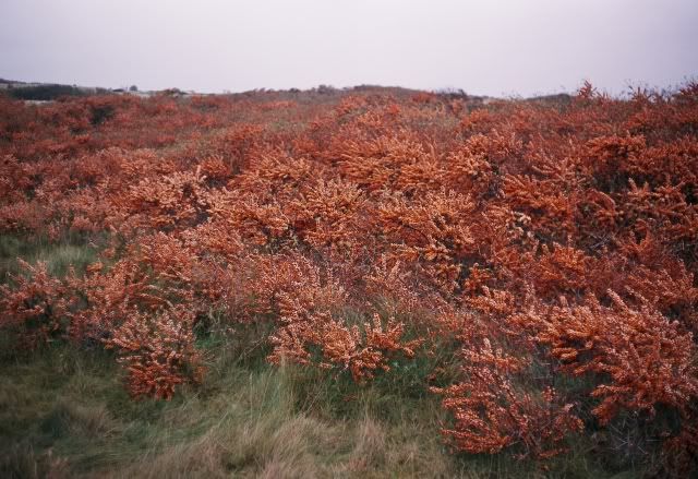 shrubs_gullane_small.jpg