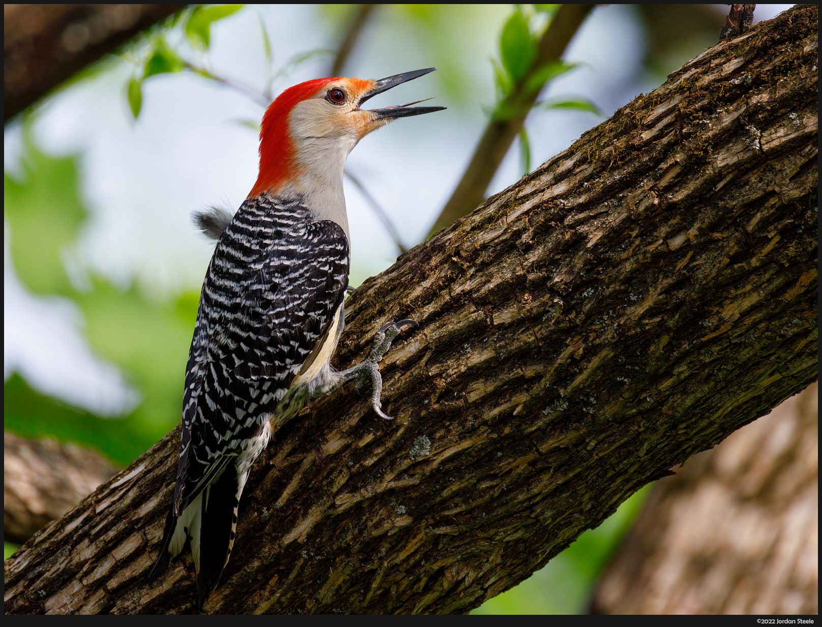 woodpecker_mouth.jpg