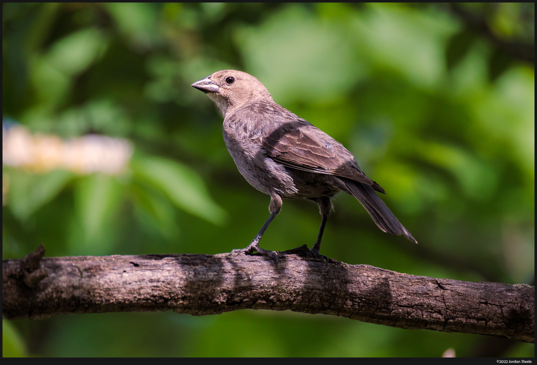 female_cowbird.jpg