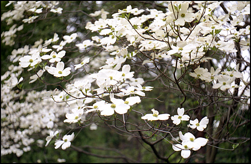 dogwoods%28a%29_500.jpg