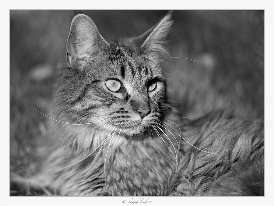 mousse_portrait_by_philosomatographer-d4i9b7j.jpg