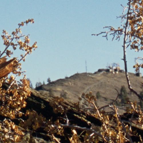 bristlecone_xtremecrop.jpg