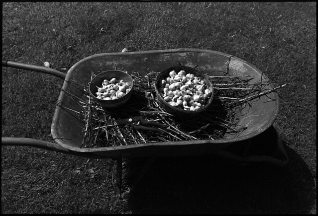 www.flickr.com
