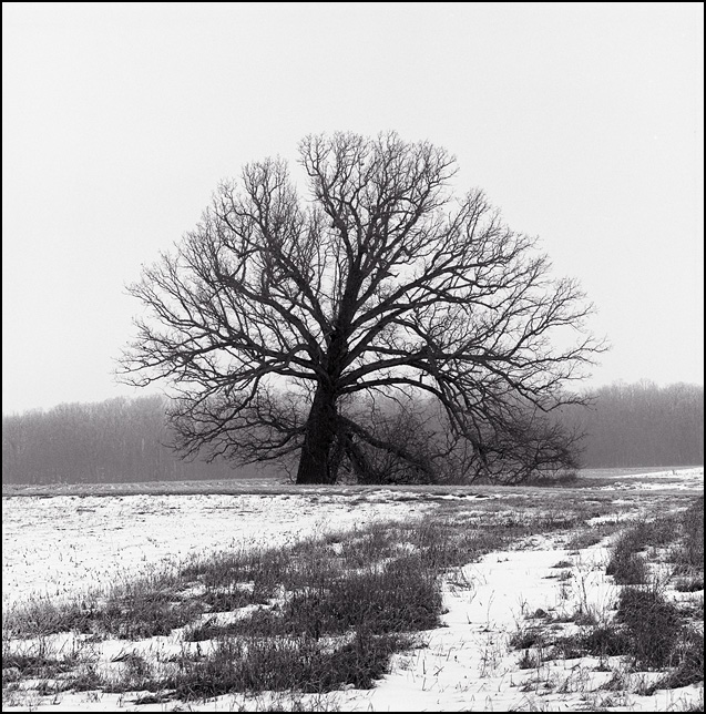 round-tree.jpg