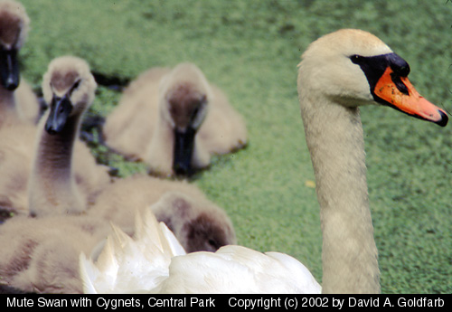 mswan.jpg