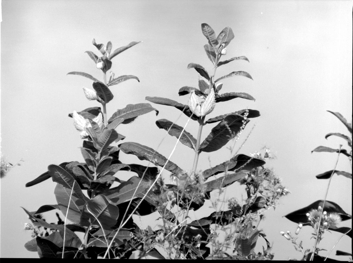 mamiya_500_example_02.jpg