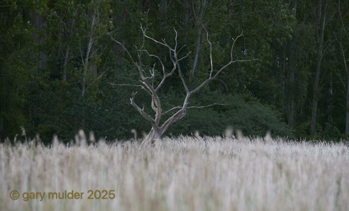 NZ7_0576.jpg
