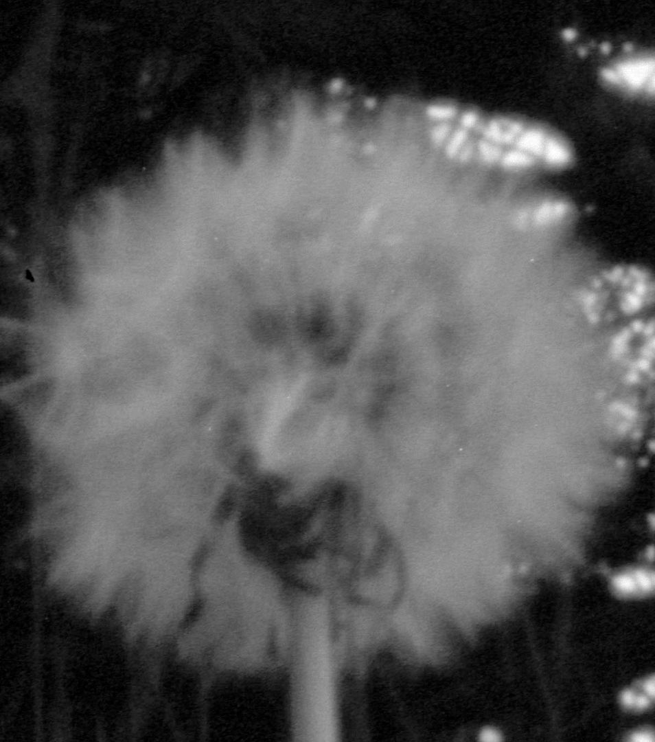 dandelion2.jpg