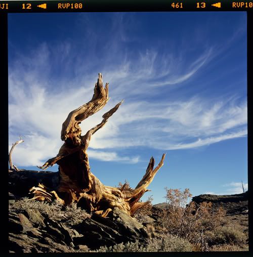 bristlecone_whole_sm.jpg