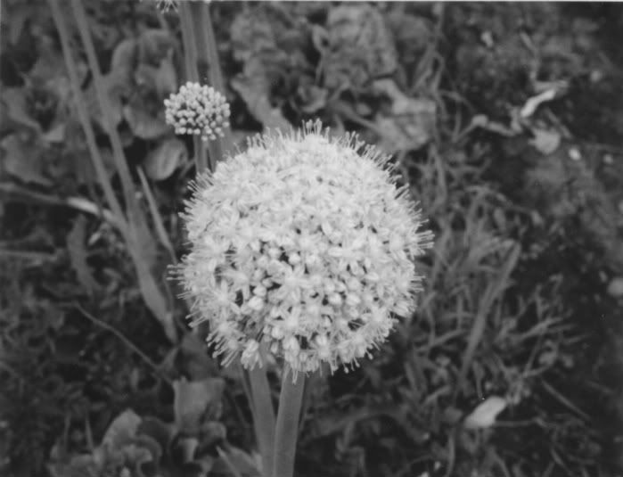 onionflower2.jpg