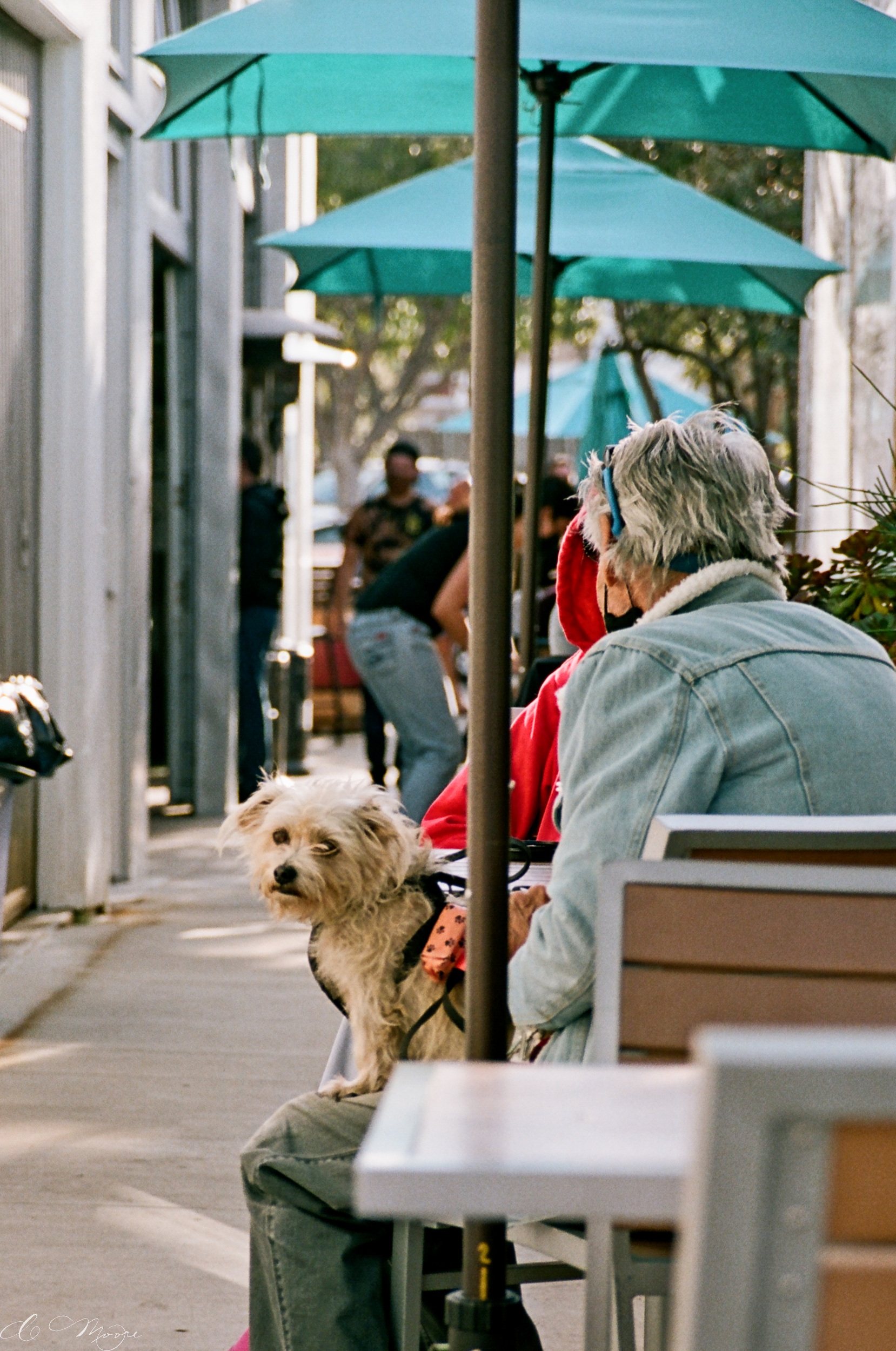 Portra_F6_CoffeeDog_32070012.jpg