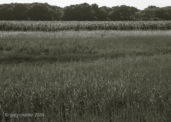 CF006126.jpg