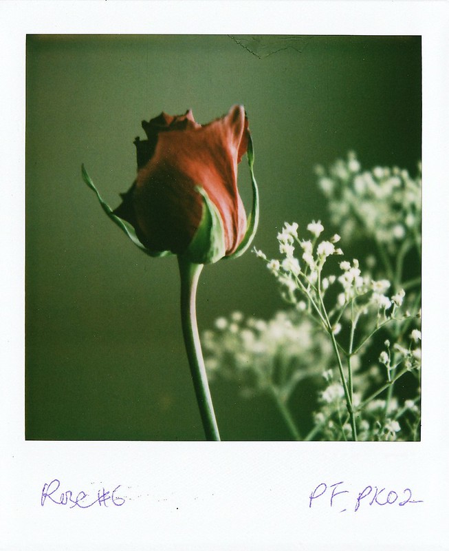 flickr.com