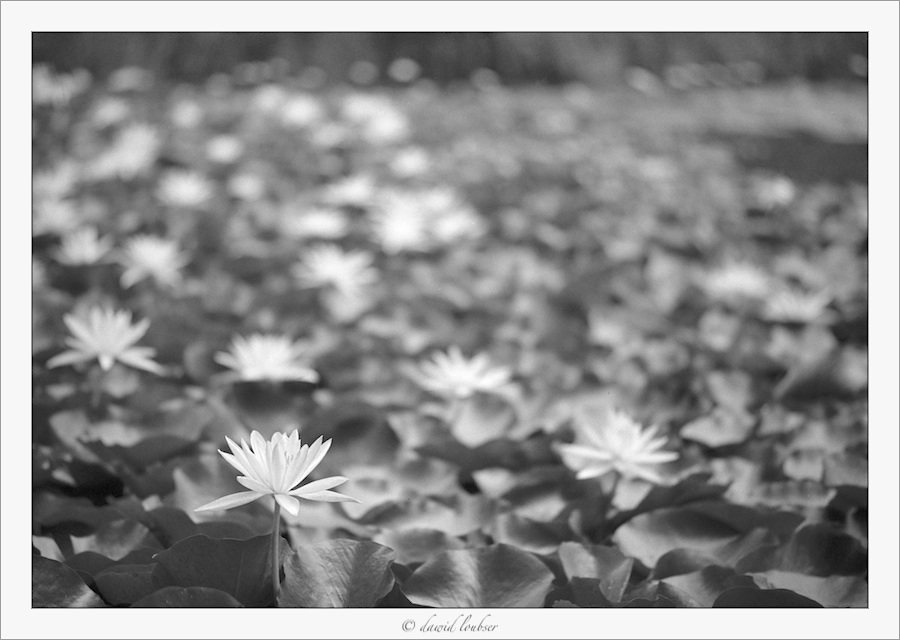 water_lily_pond_1_by_philosomatographer-d4sm61s.jpg