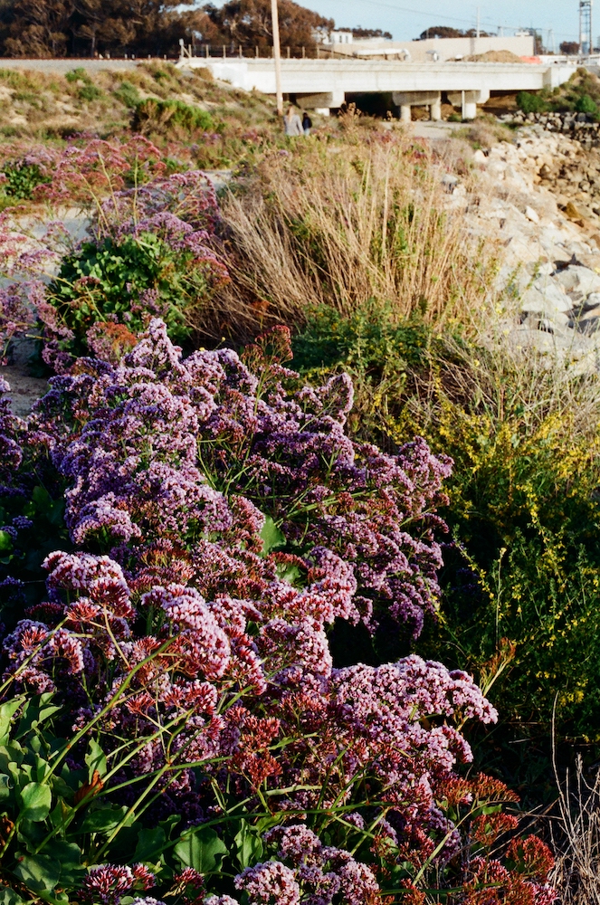 95410032AdoxColor_1000px.jpg