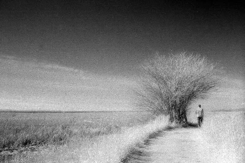 IR-landscape2.jpg