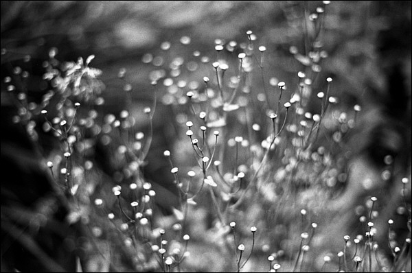 dried-flower_600.jpg