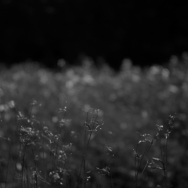 bokeh_blooms.jpg