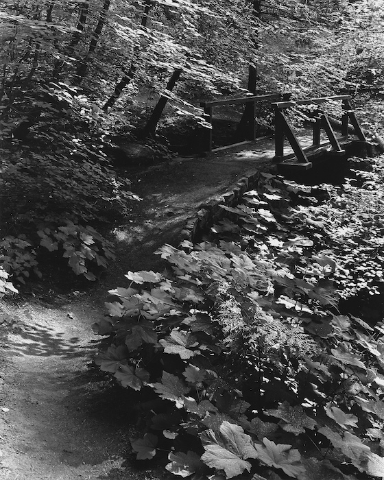 Trail%2C%20Tuolumne%20Grove.jpg