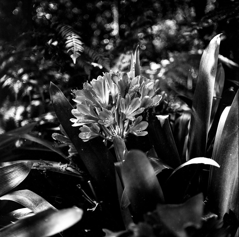 www.flickr.com