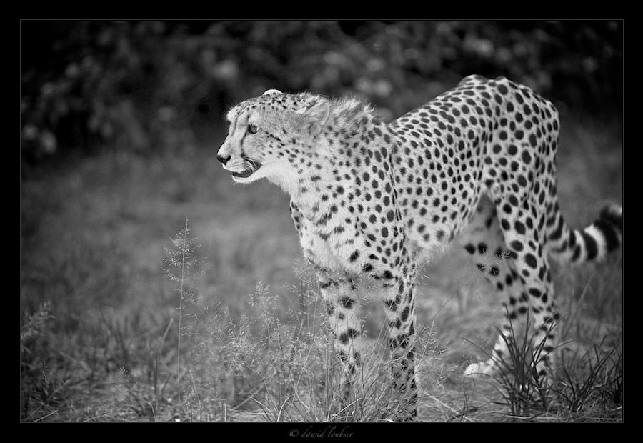 cheetah___glow_by_philosomatographer-d3b42gb.jpg