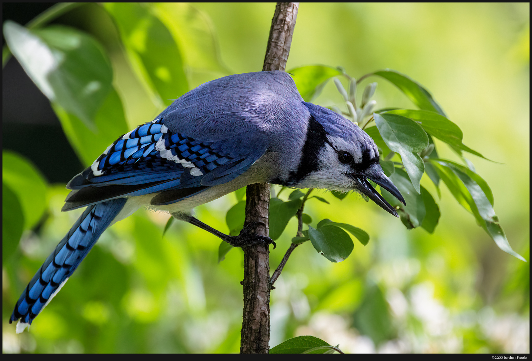bluejay_hunched.jpg