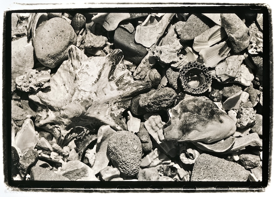 Beach_Detail_by_philosomatographer.jpg