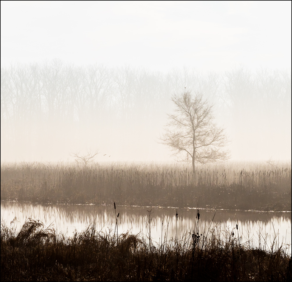 3-5-23-eaglemarsh-2.jpg