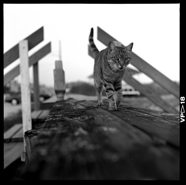 northcarolina_kitty.jpg