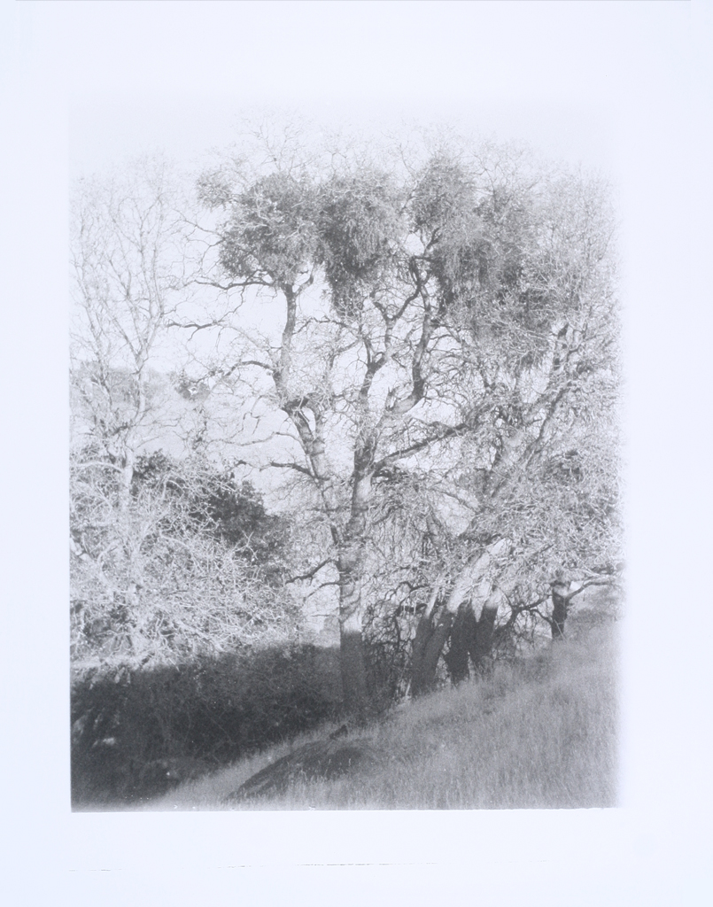 mistletoe_110.jpg