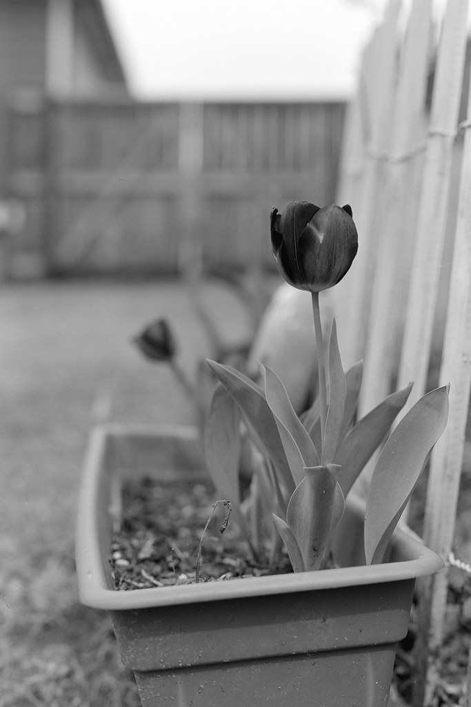 www.flickr.com