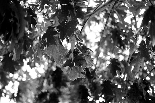 tree-leaves_600.jpg